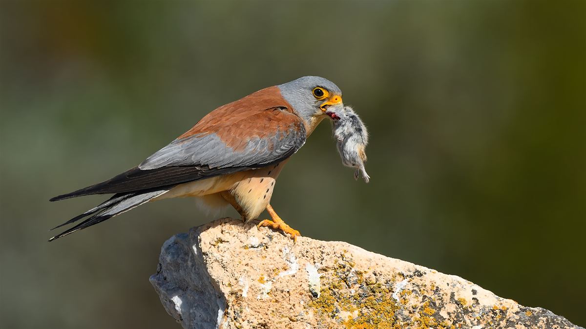 Lesser Kestrel