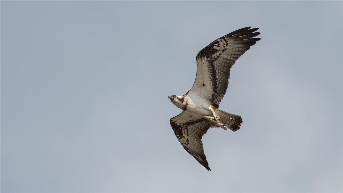 Osprey
