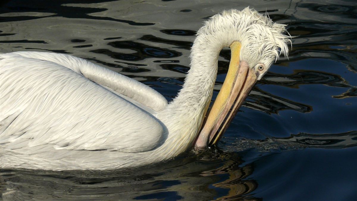 Dalmatian Pelican