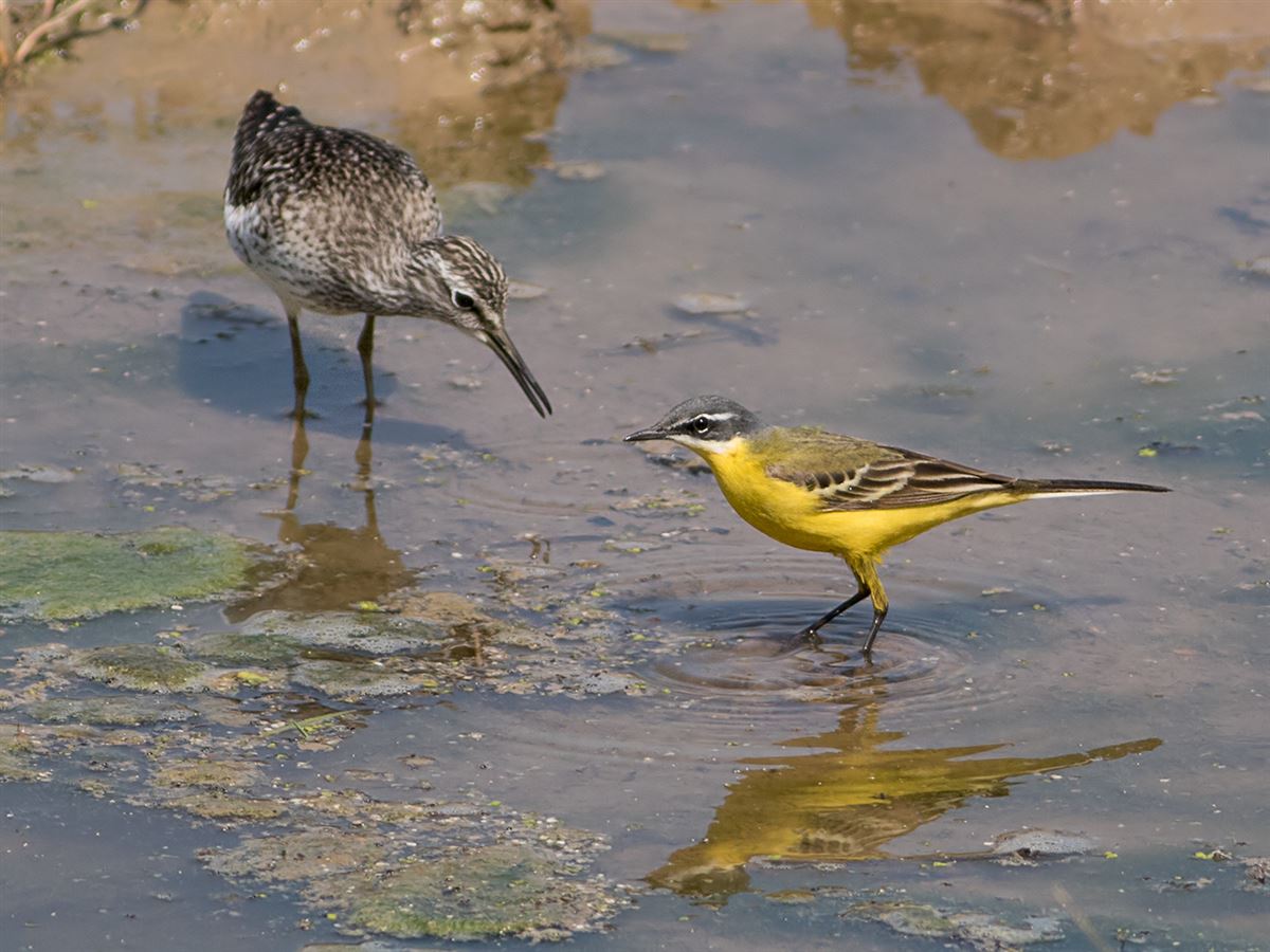 Western Yellow Wagtail