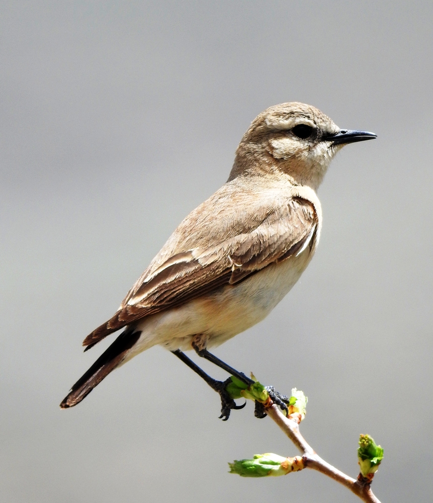 Isabelline Wheatear