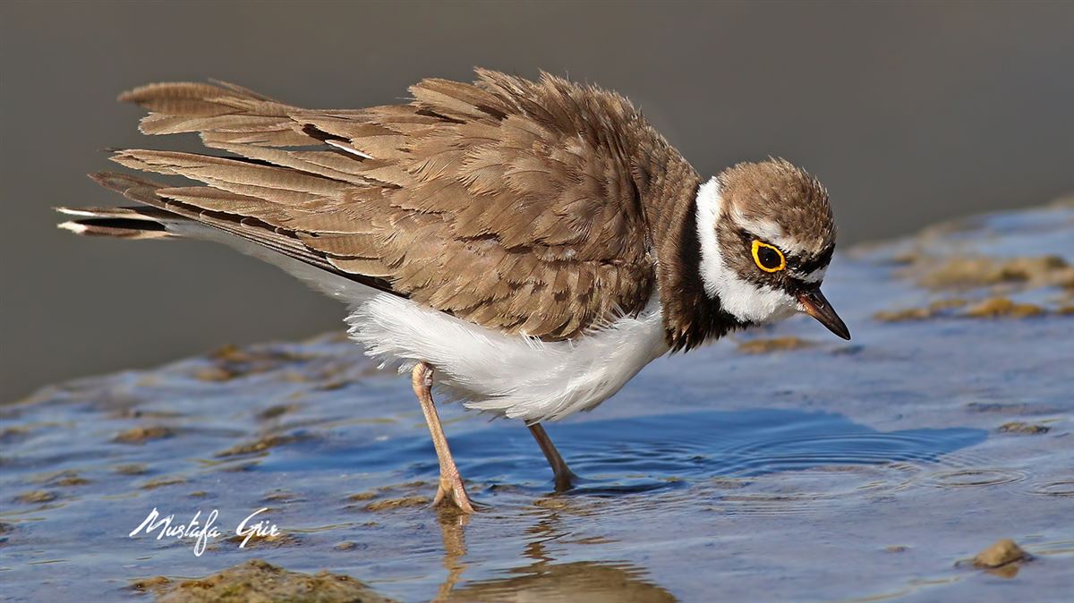 Little Ringed Plover