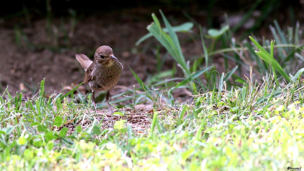 Thrush Nightingale