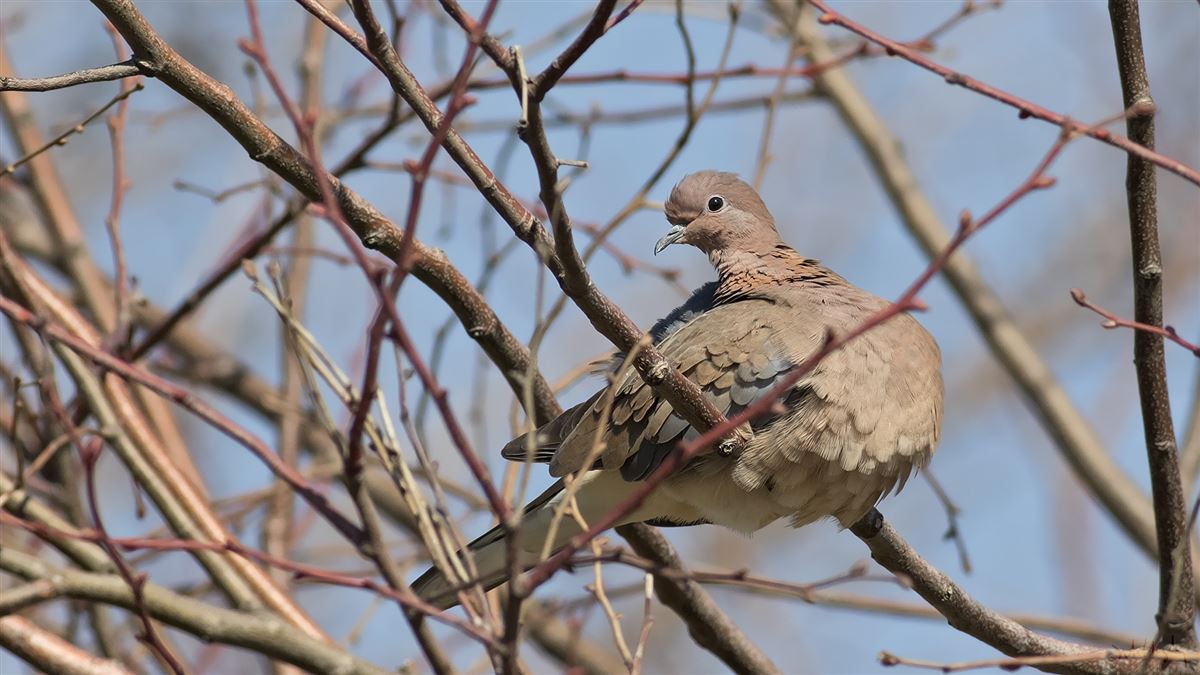 Laughing Dove