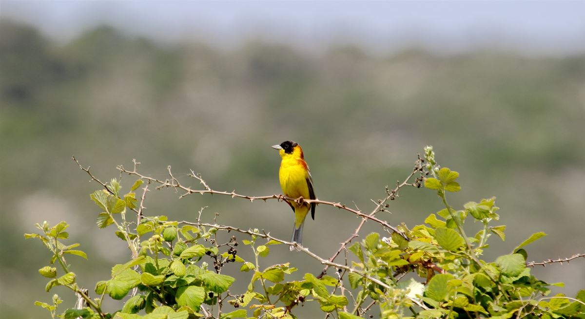 Black-headed Bunting