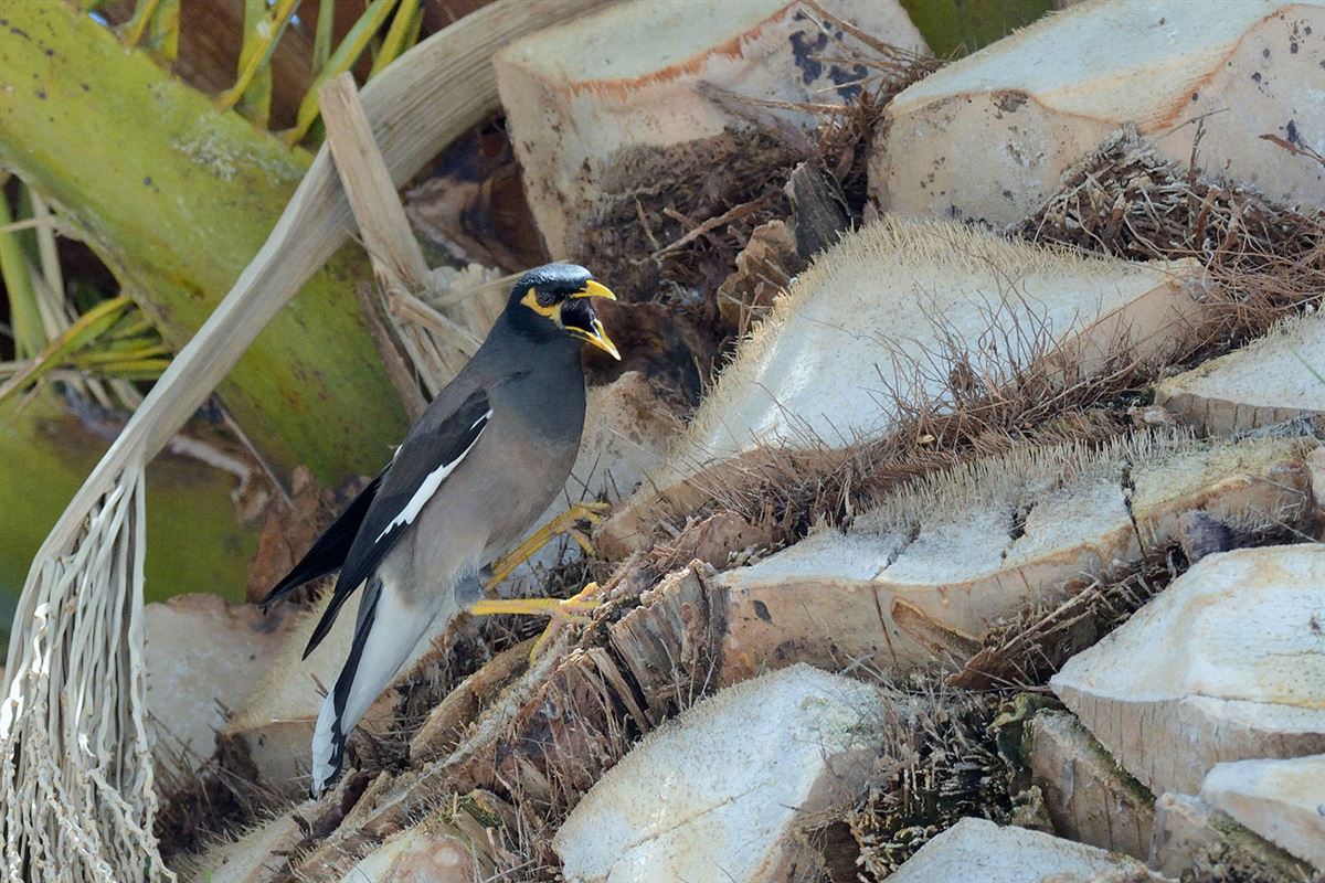 Common Myna