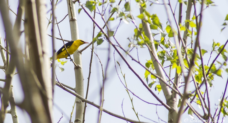 Eurasian Golden Oriole