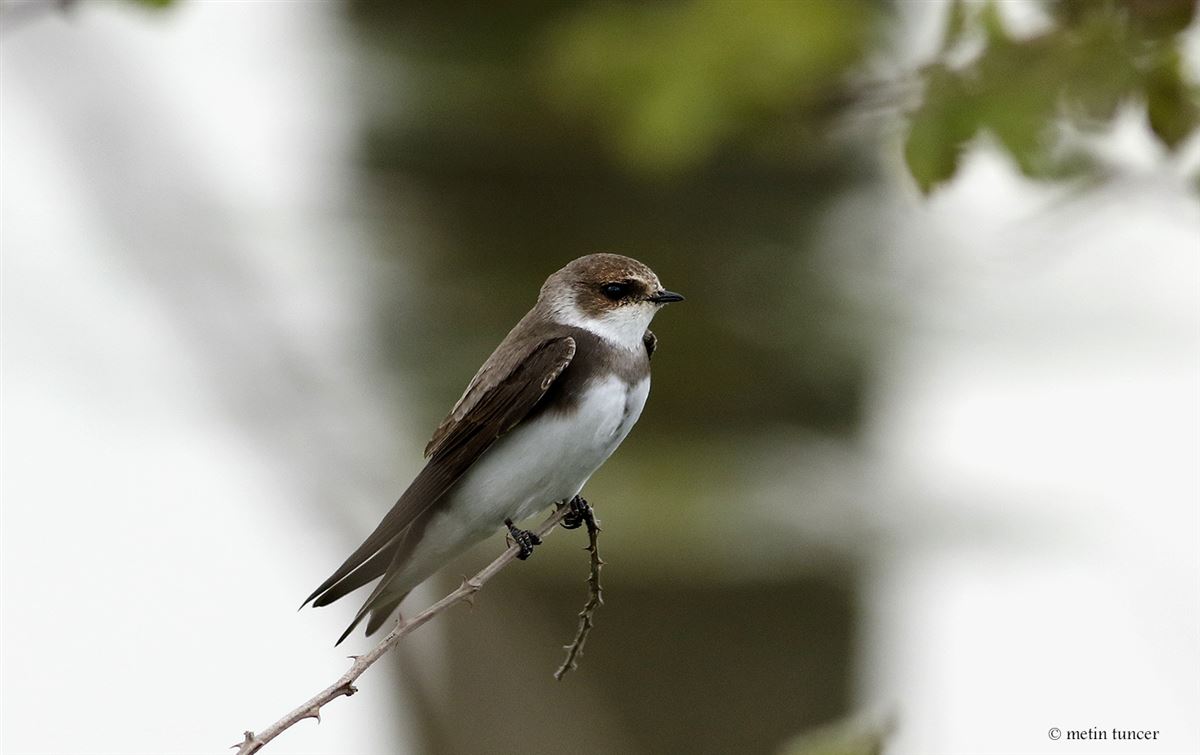 Sand Martin
