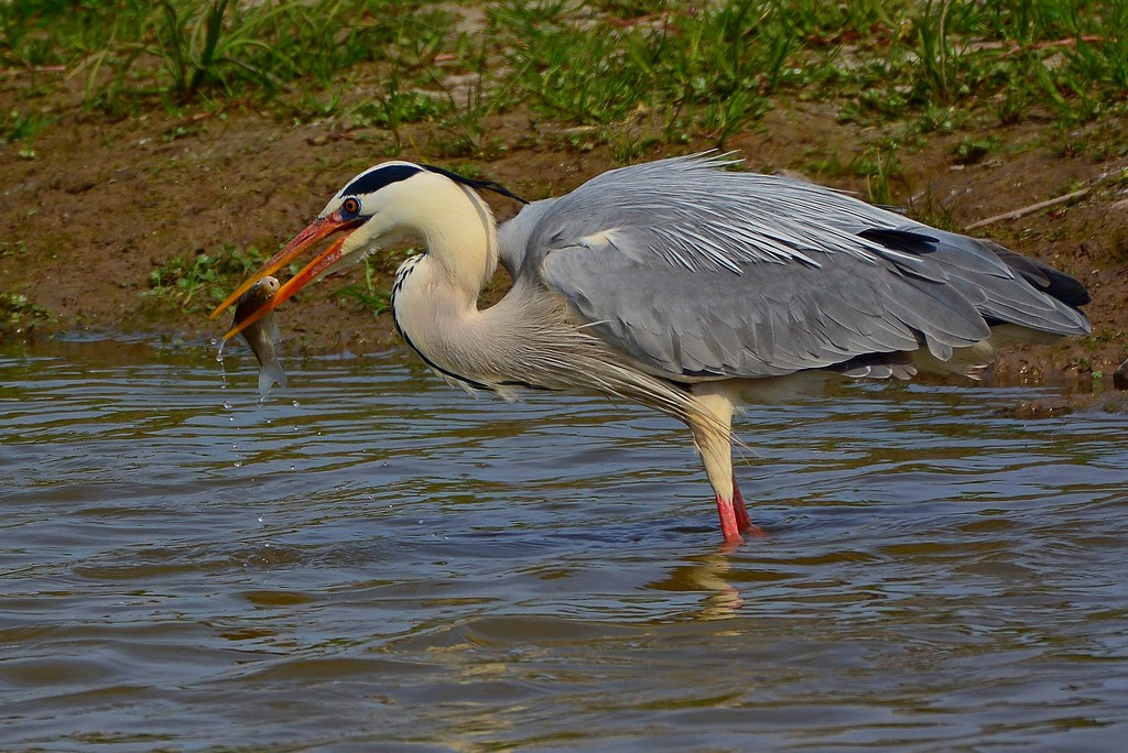 Grey Heron