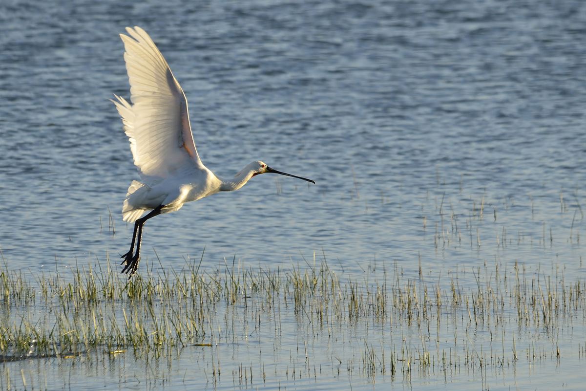 Eurasian Spoonbill