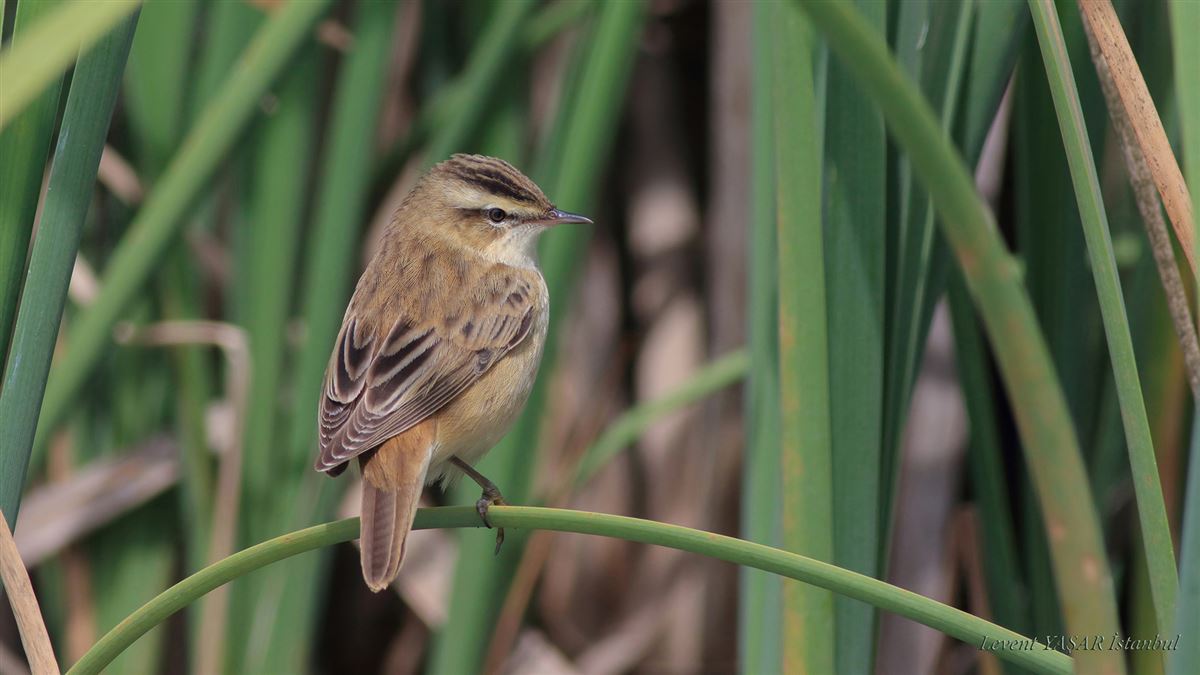 Sedge Warbler