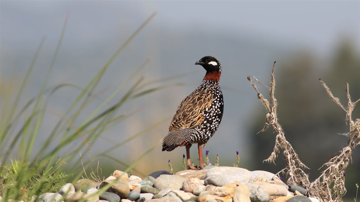Black Francolin