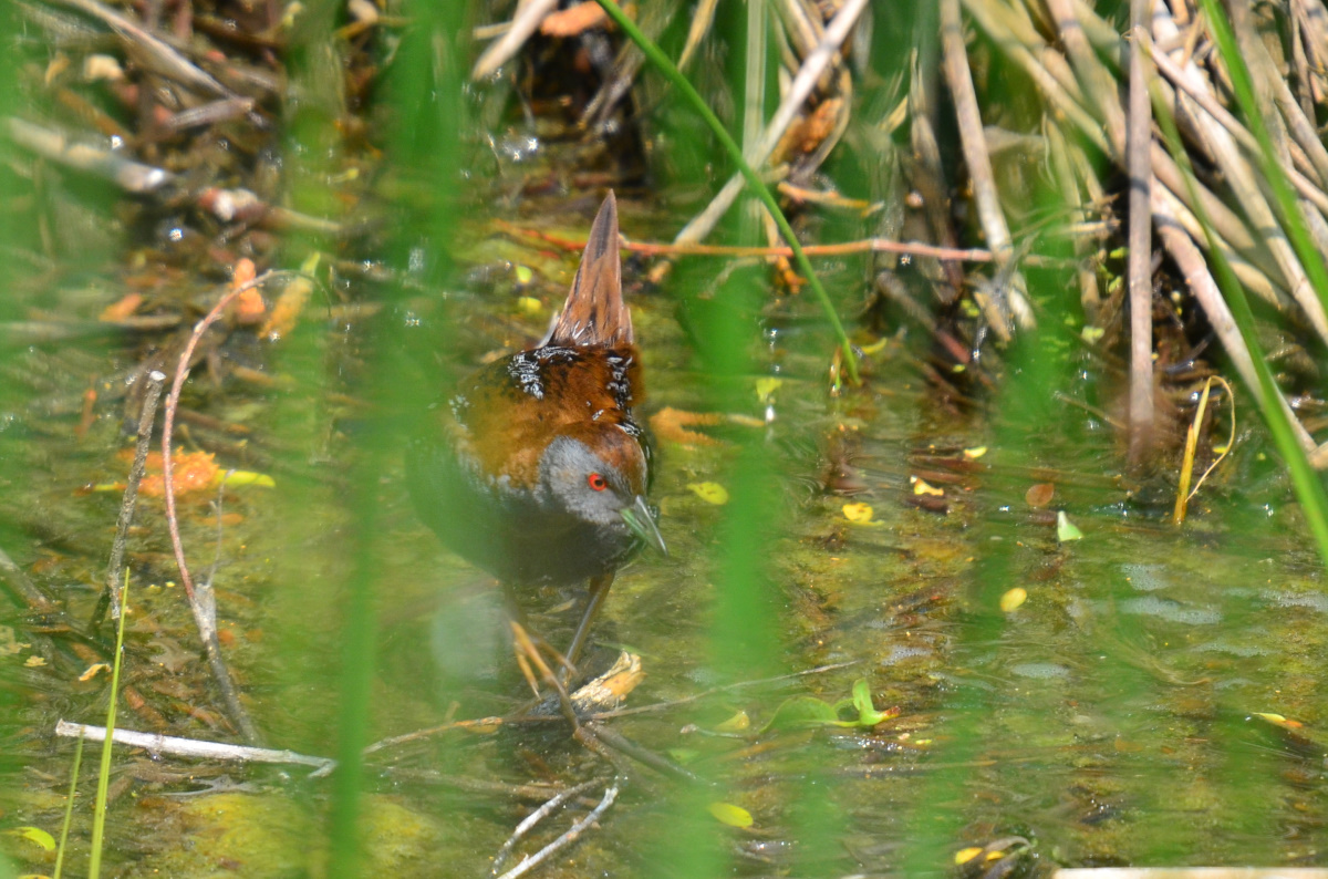 Baillon`s Crake