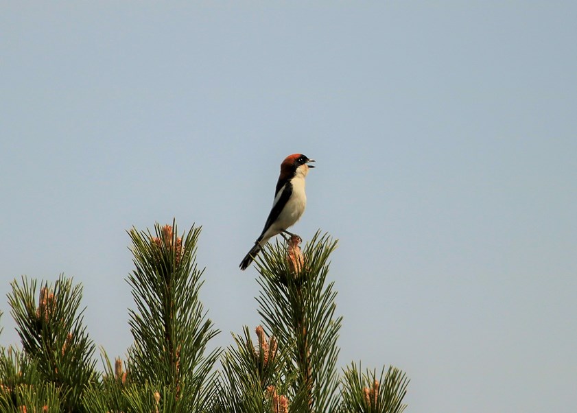 Woodchat Shrike