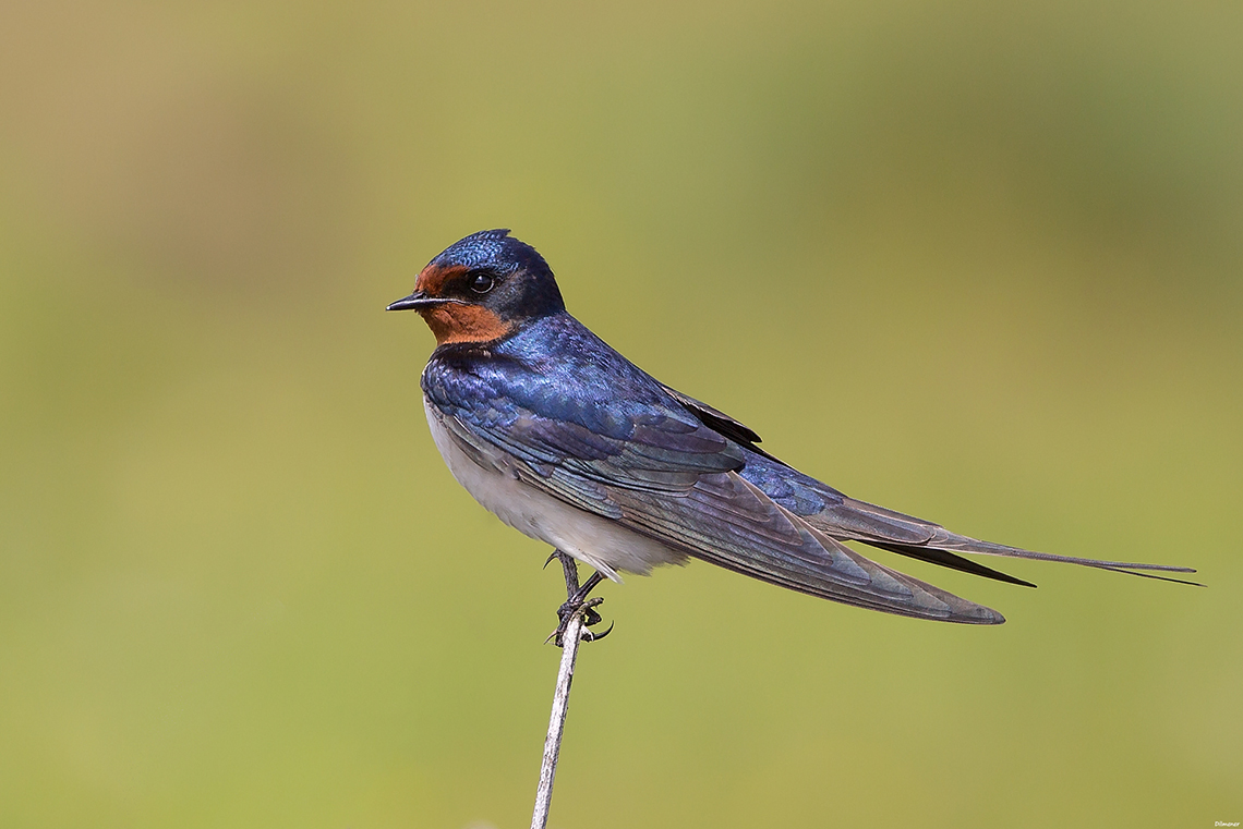 Barn Swallow