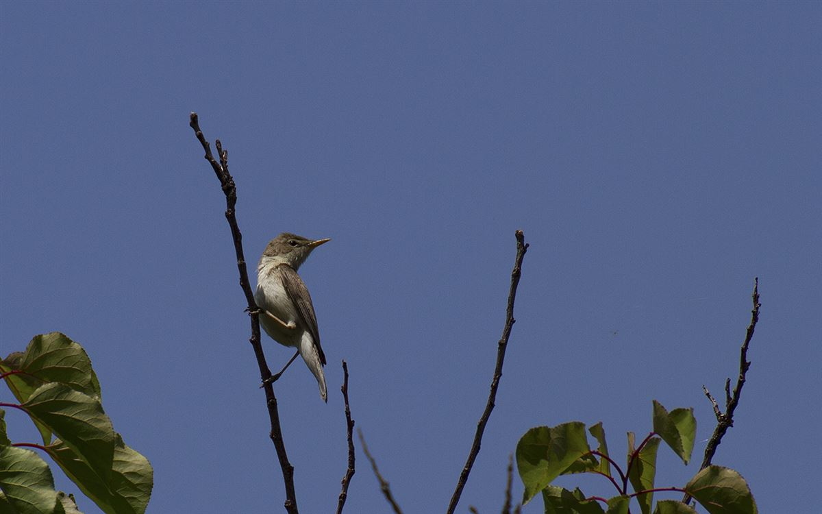 Eastern Olivaceous Warbler
