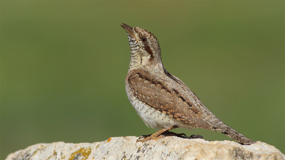 Eurasian Wryneck