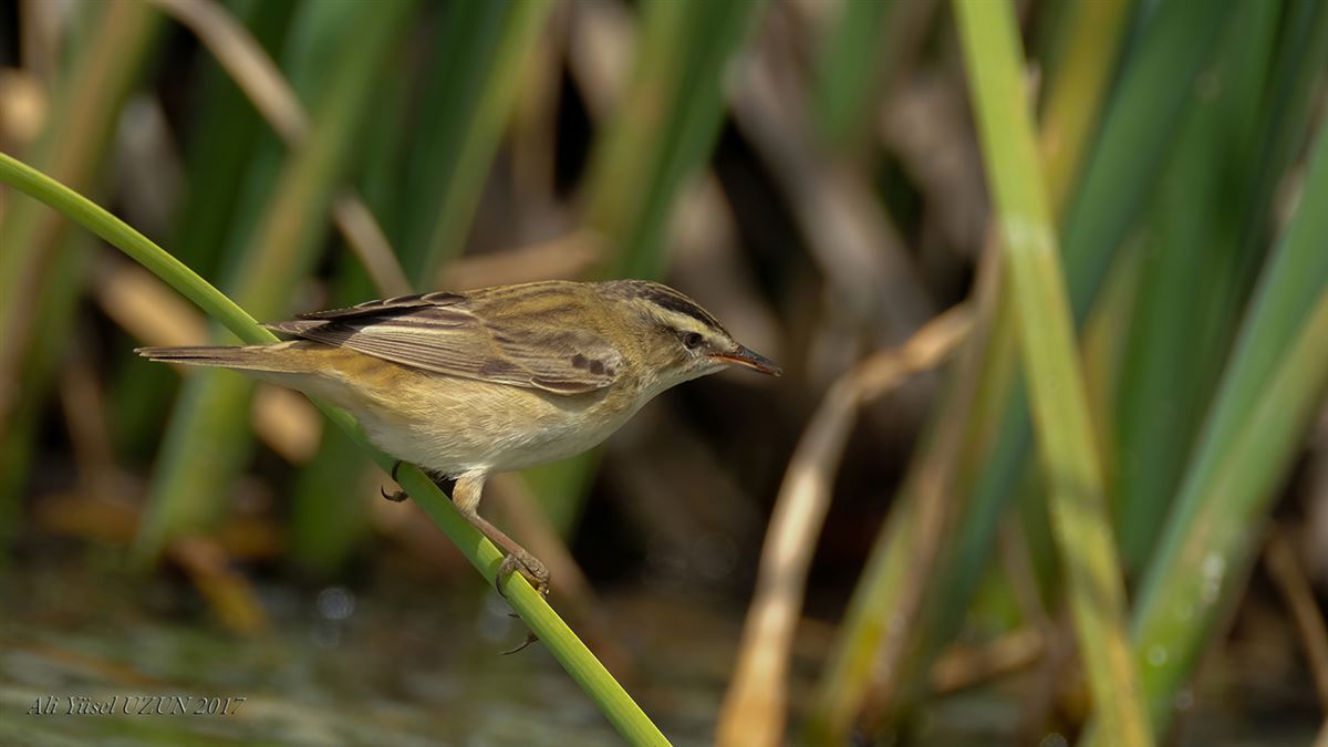 Sedge Warbler