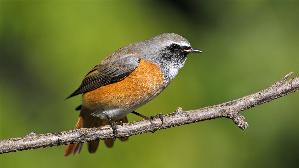Common Redstart