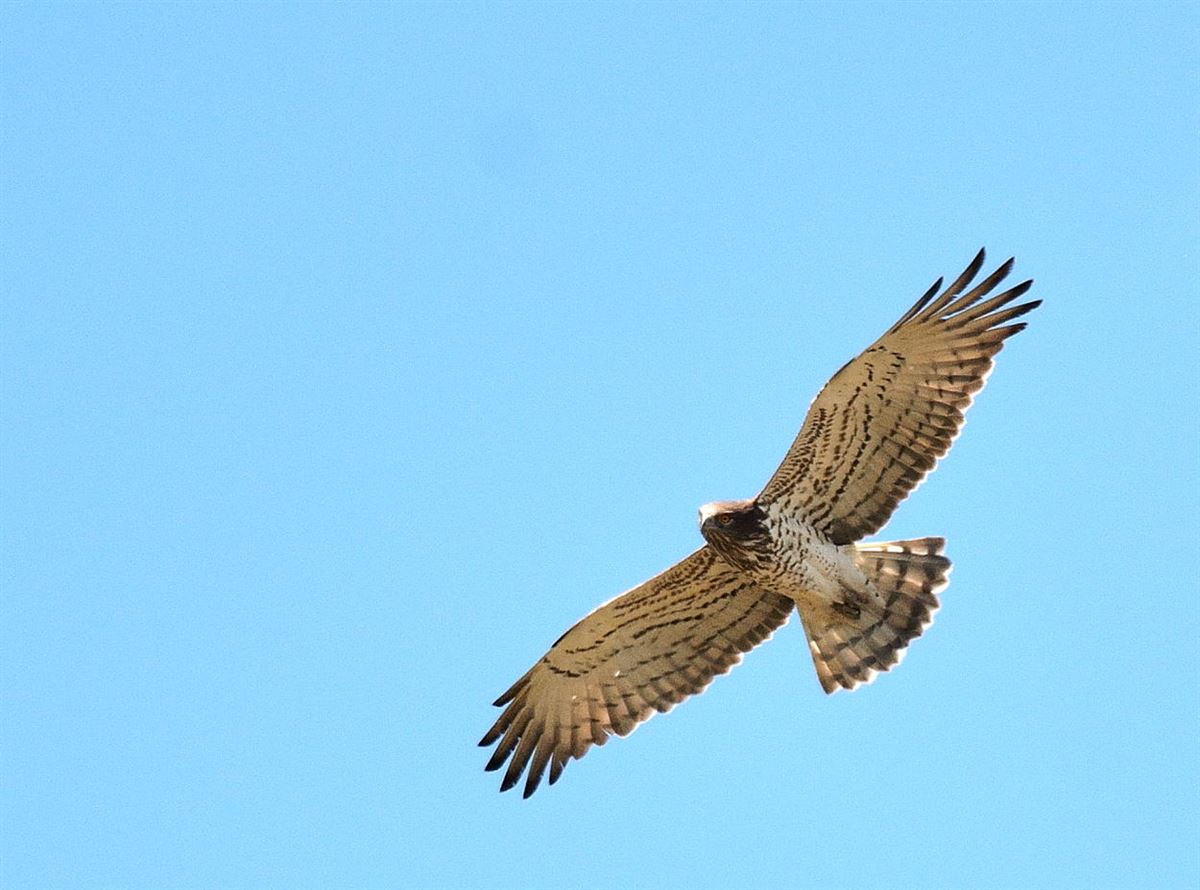 Short-toed Snake Eagle