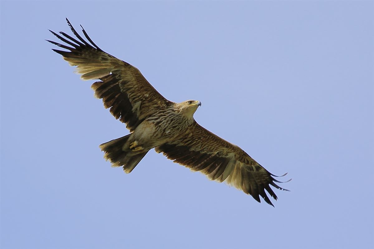 Eastern Imperial Eagle