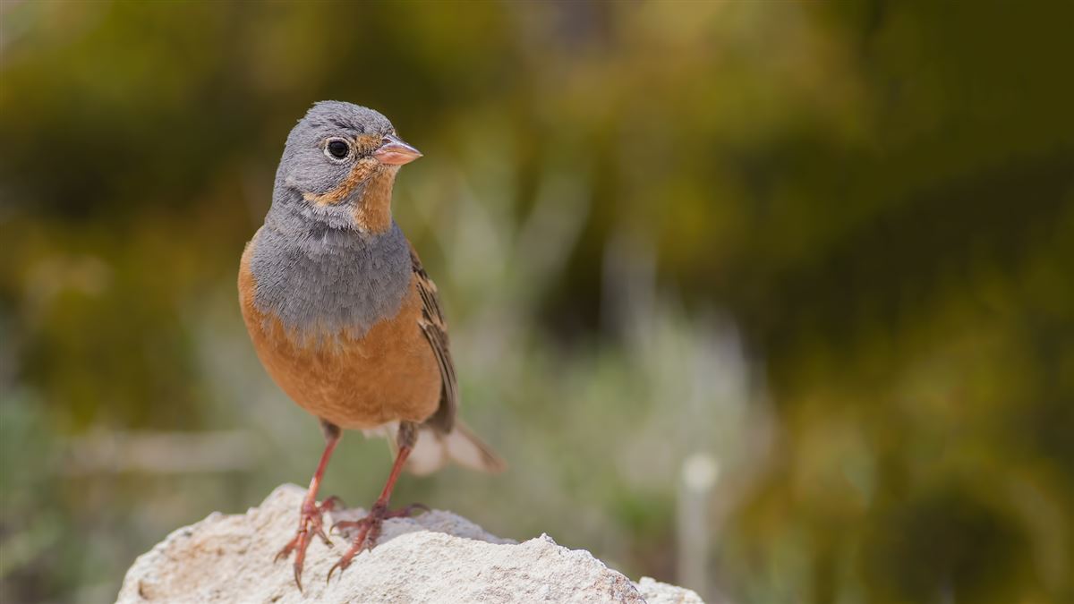 Cretzschmar`s Bunting