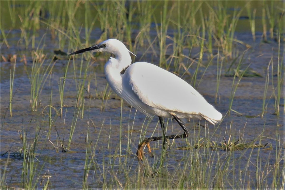 Little Egret