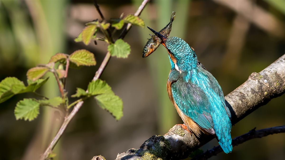 Common Kingfisher