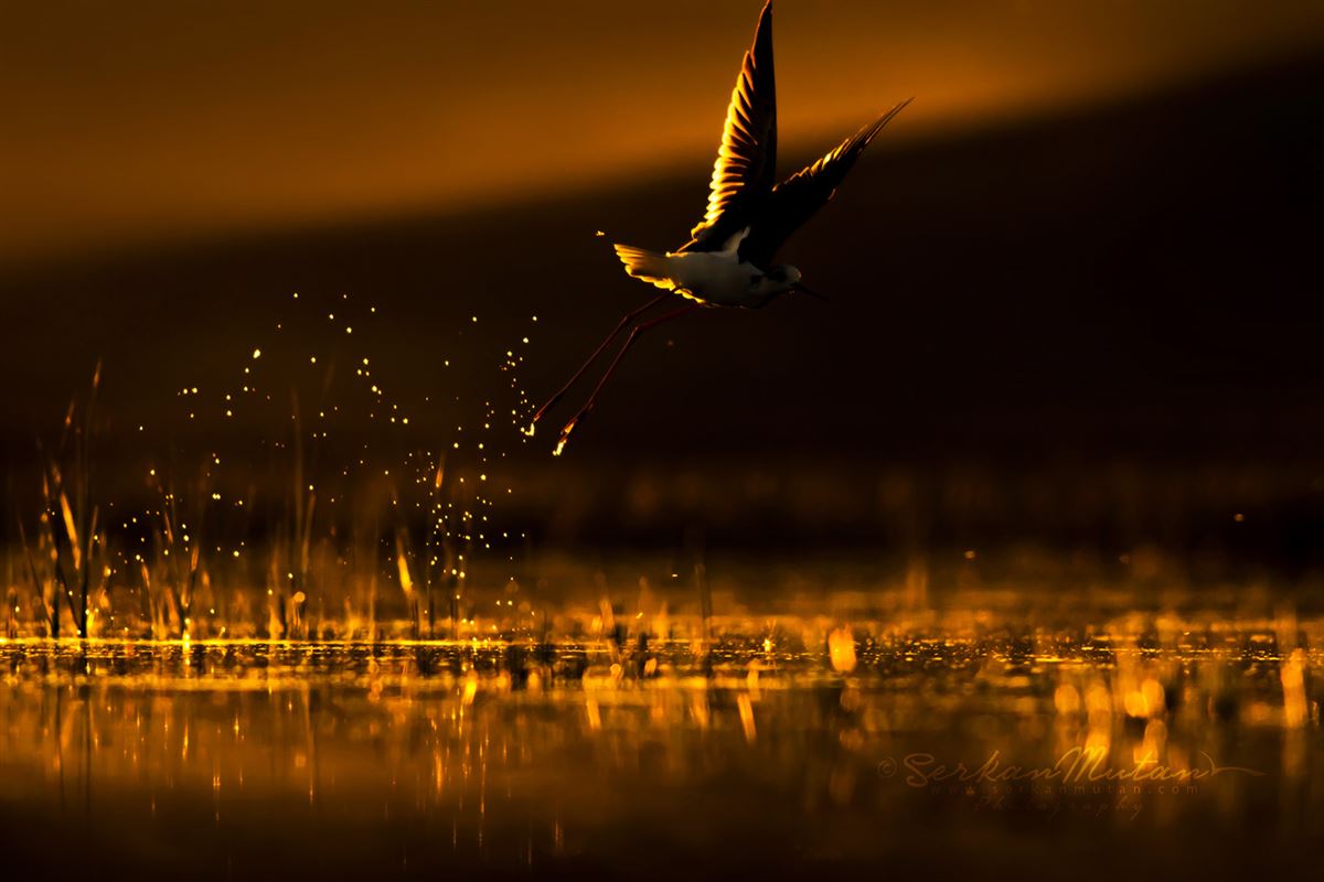 Black-winged Stilt
