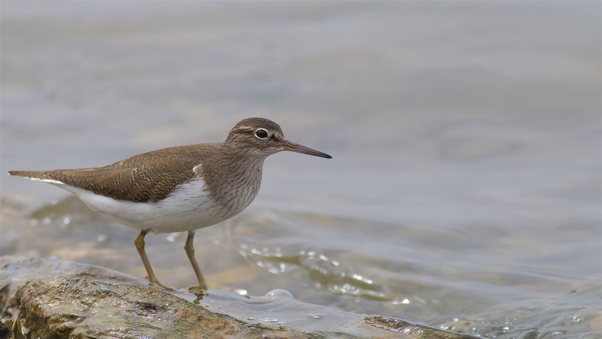Common Sandpiper
