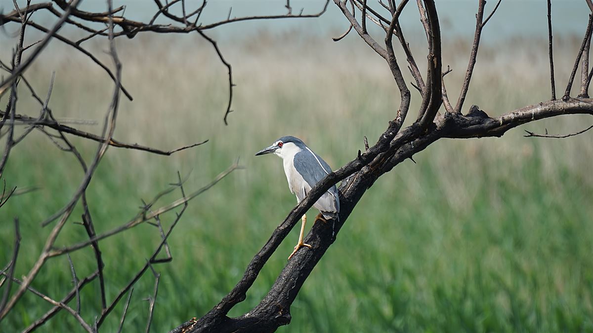 Black-crowned Night Heron