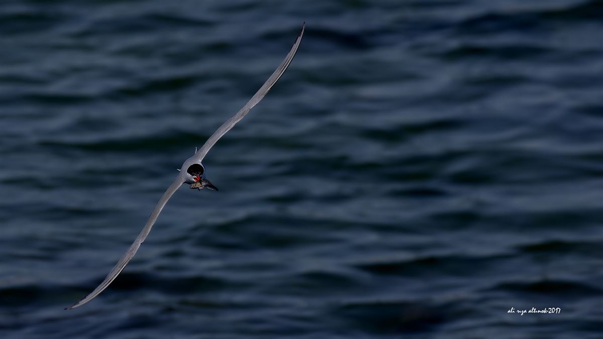Common Tern