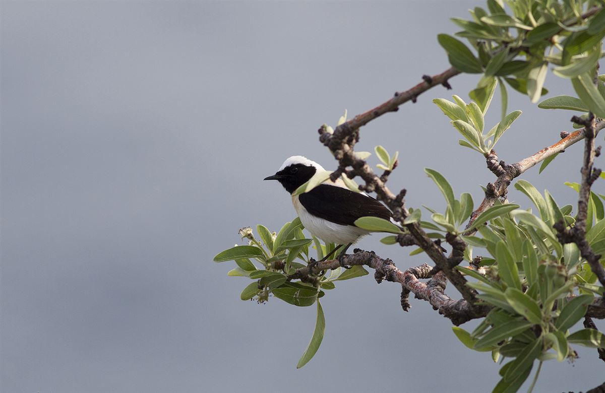 Black-eared Wheatear