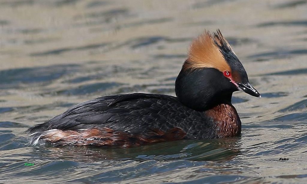 Horned Grebe