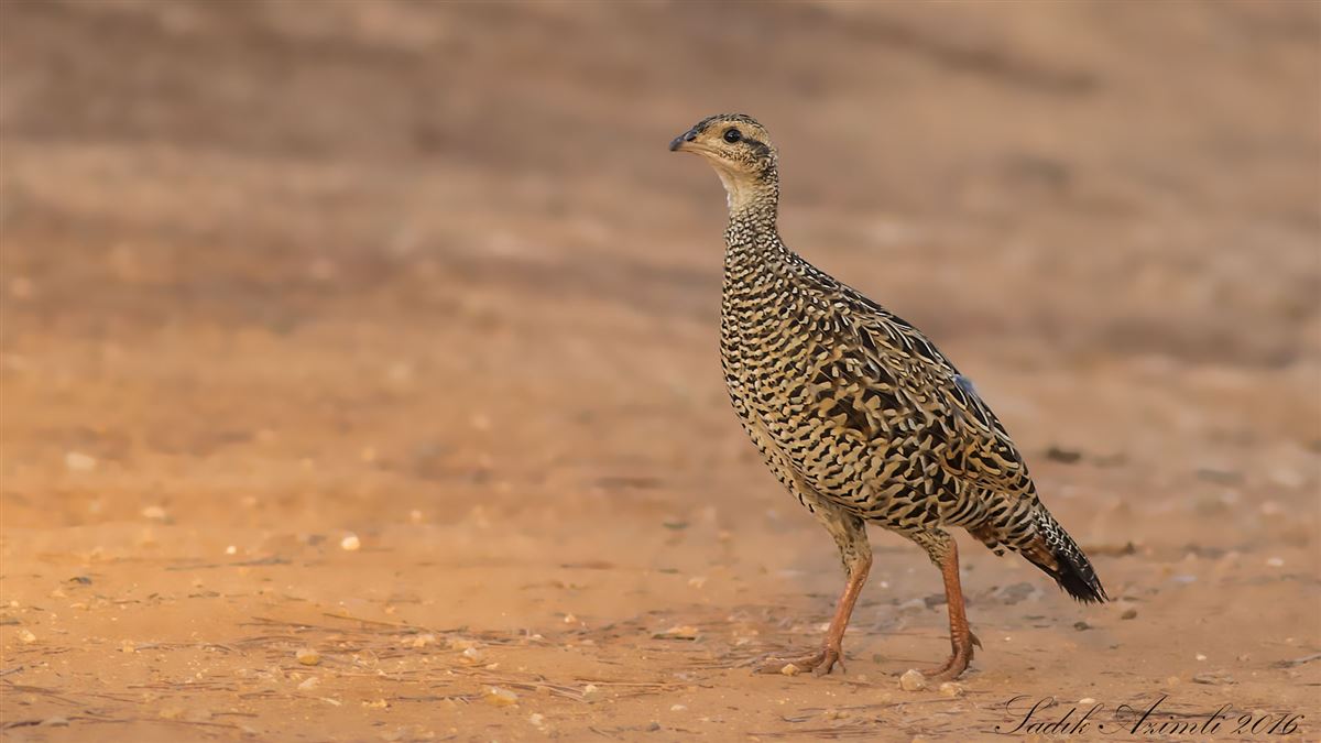 Black Francolin