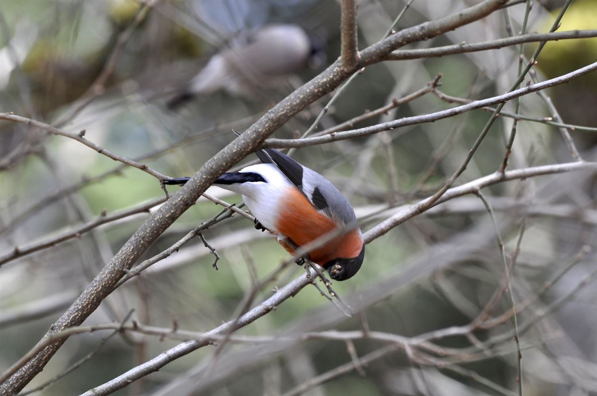Eurasian Bullfinch