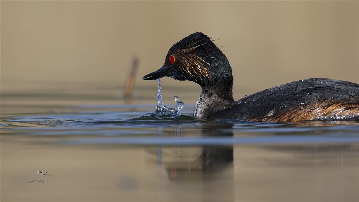 Black-necked Grebe