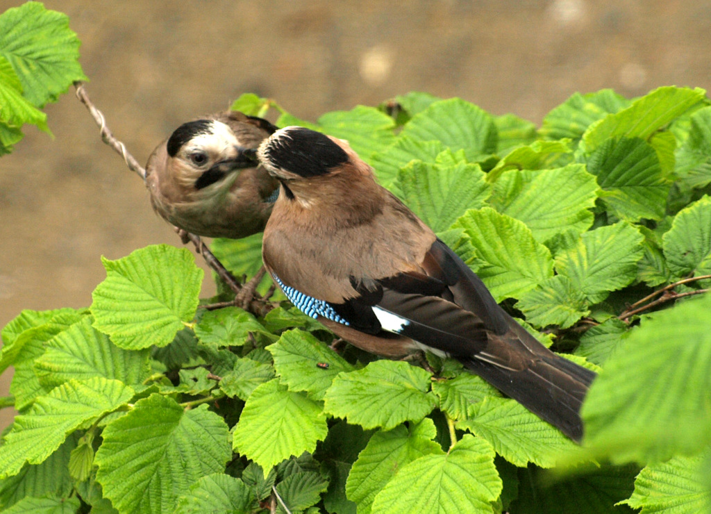 Eurasian Jay