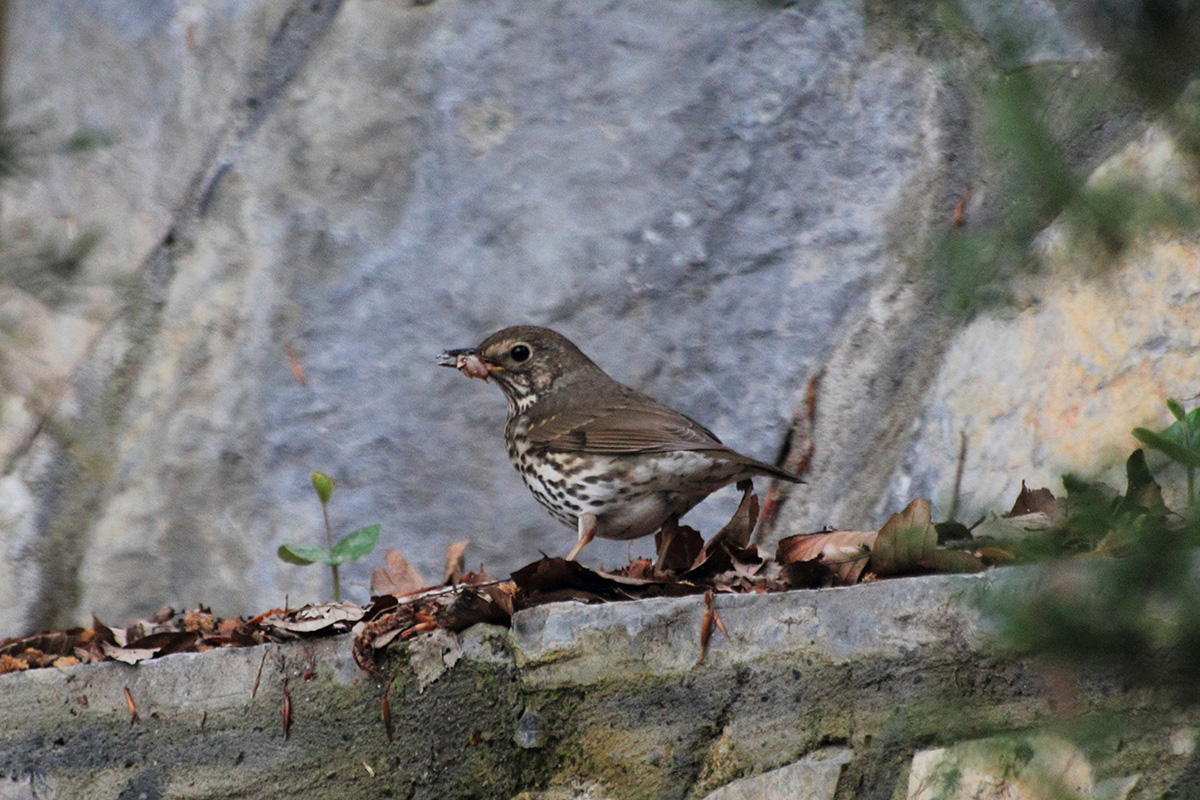 Song Thrush