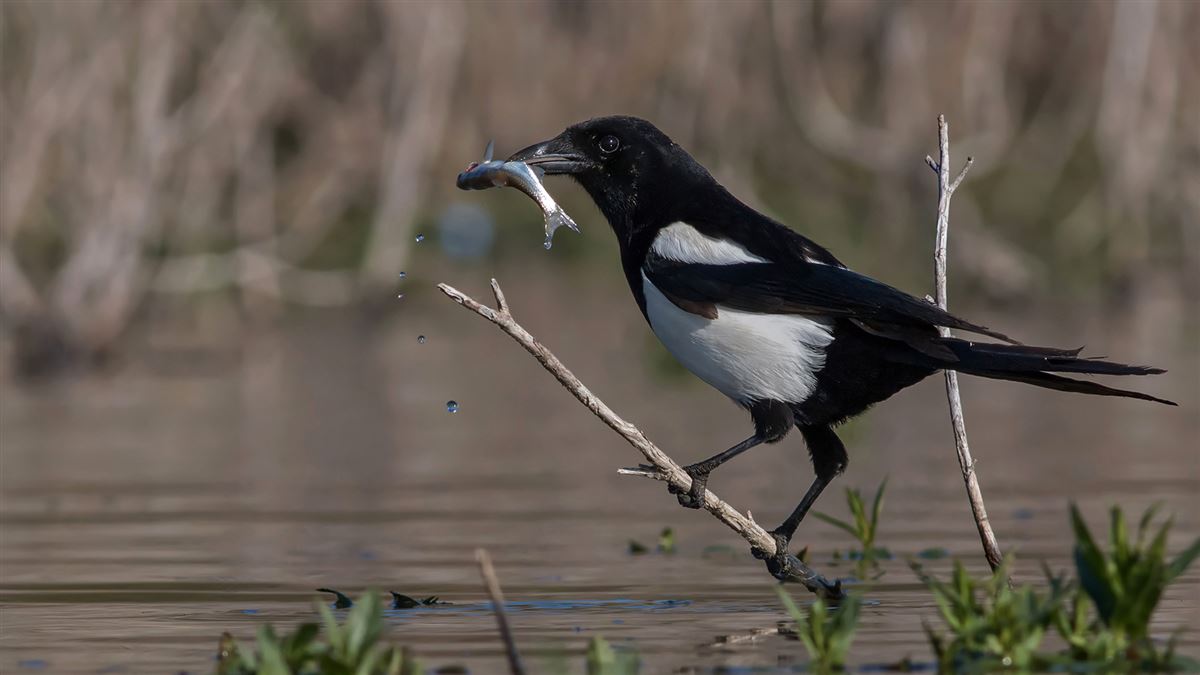 Eurasian Magpie