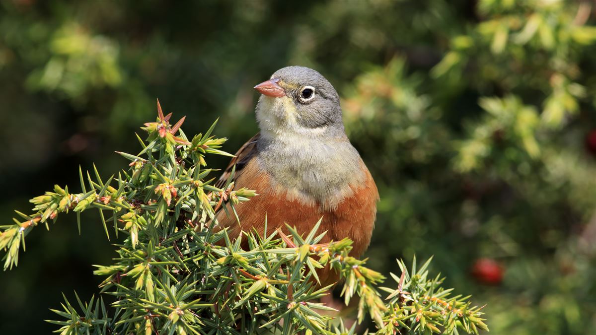 Ortolan Bunting