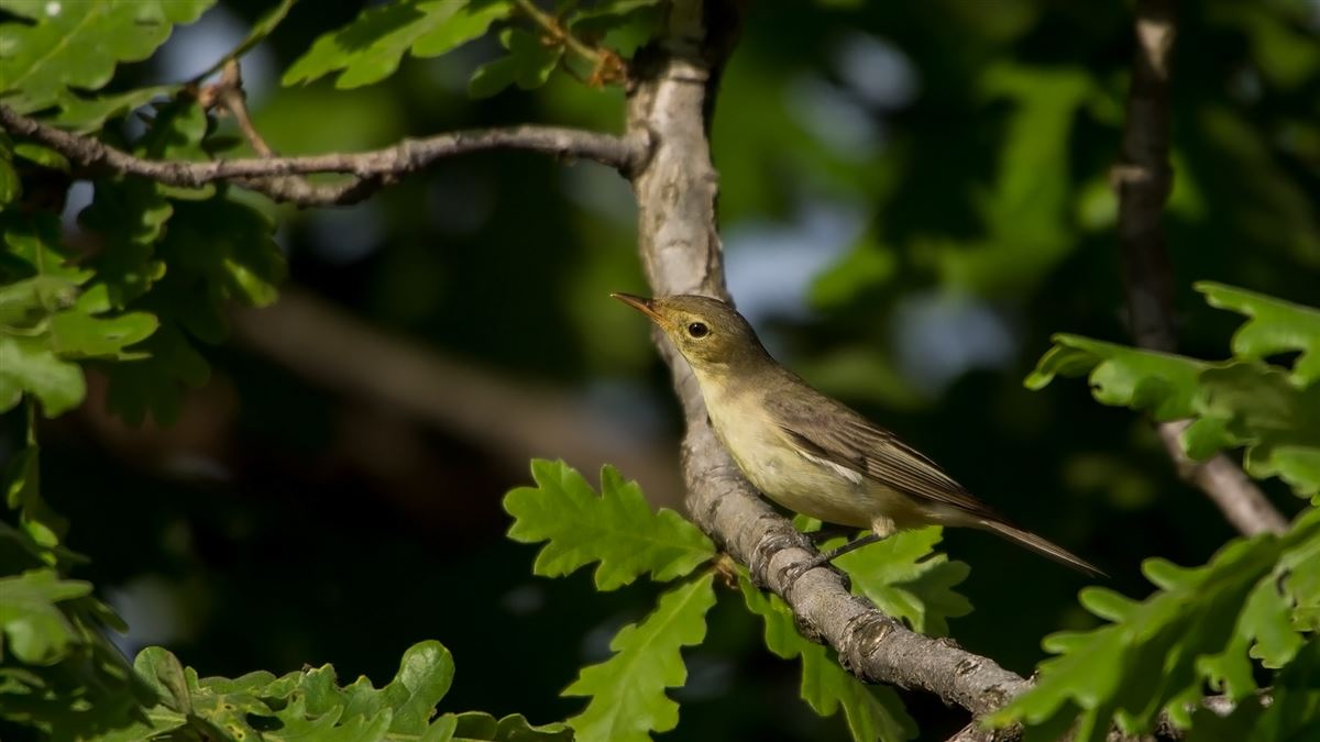 Icterine Warbler