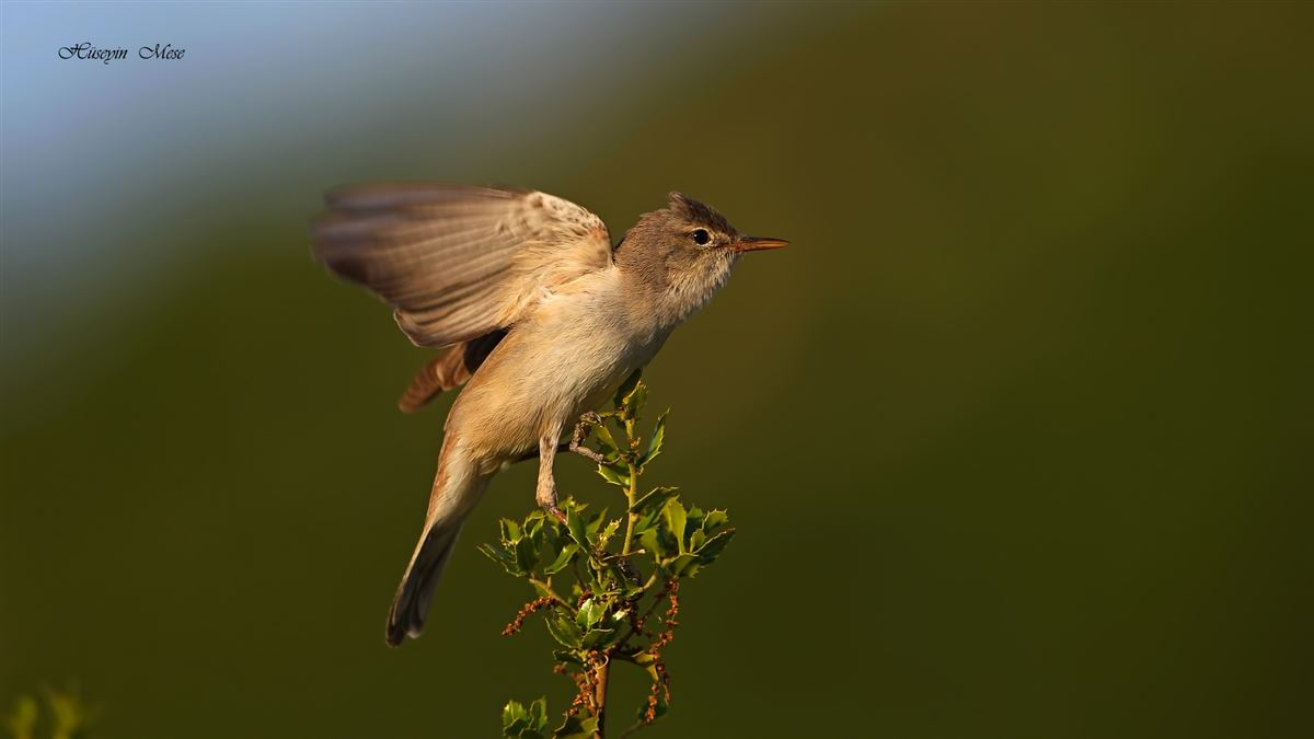 Upcher`s Warbler