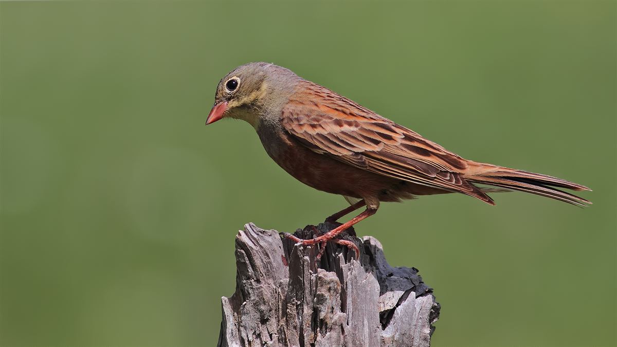 Ortolan Bunting