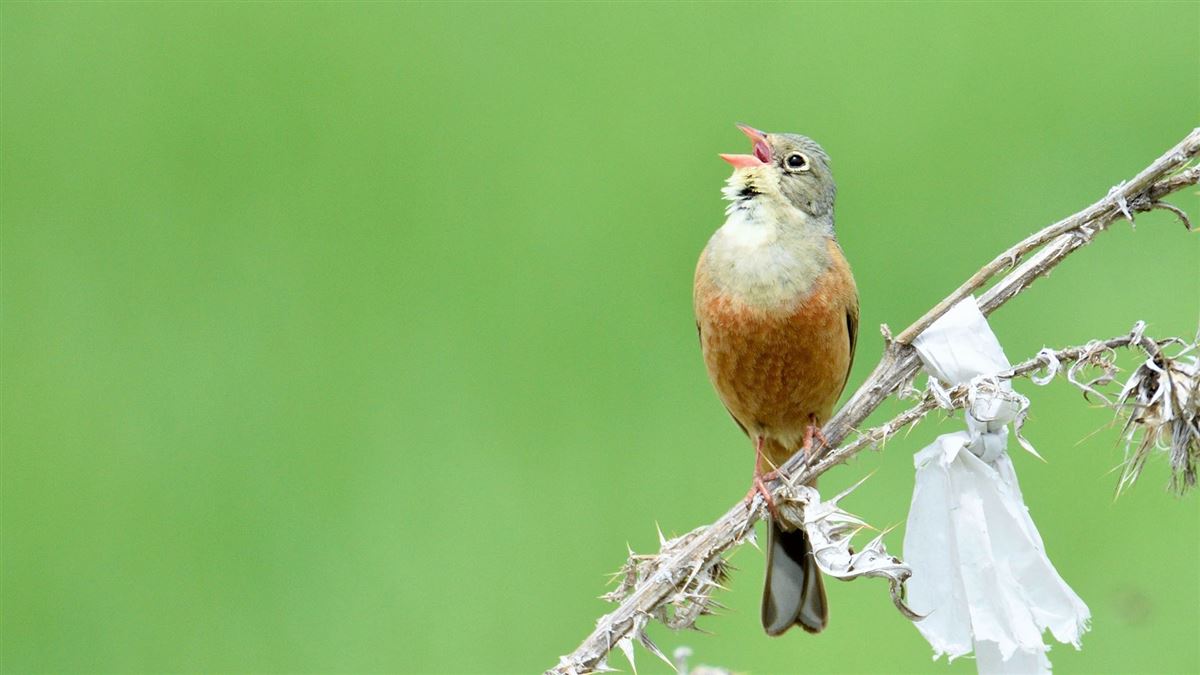 Ortolan Bunting