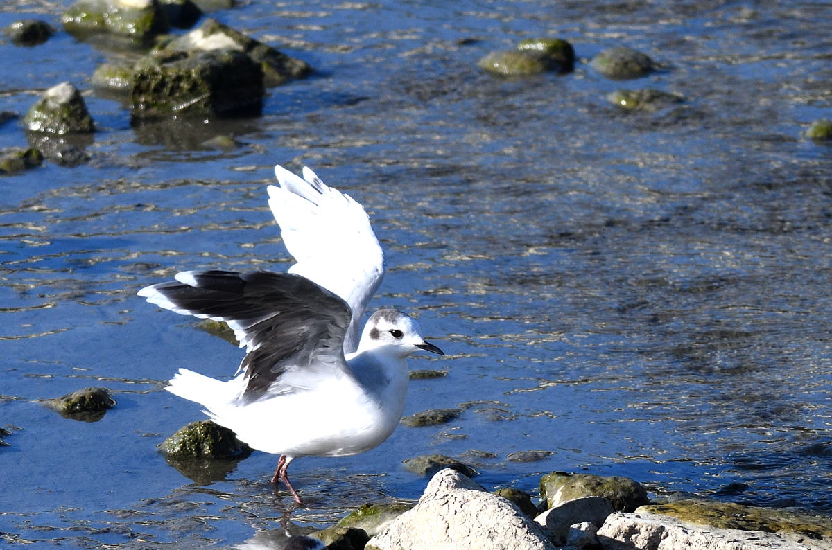 Little Gull
