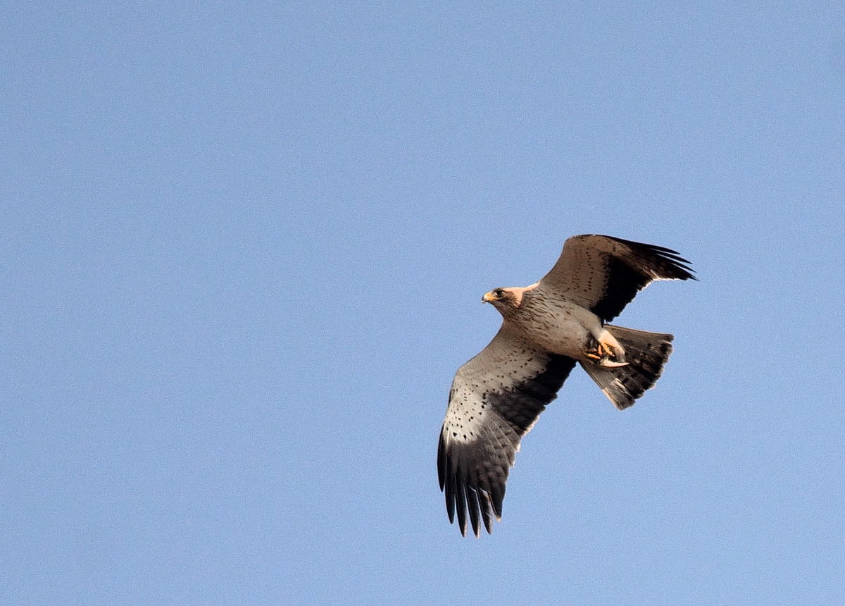 Küçük Kartal