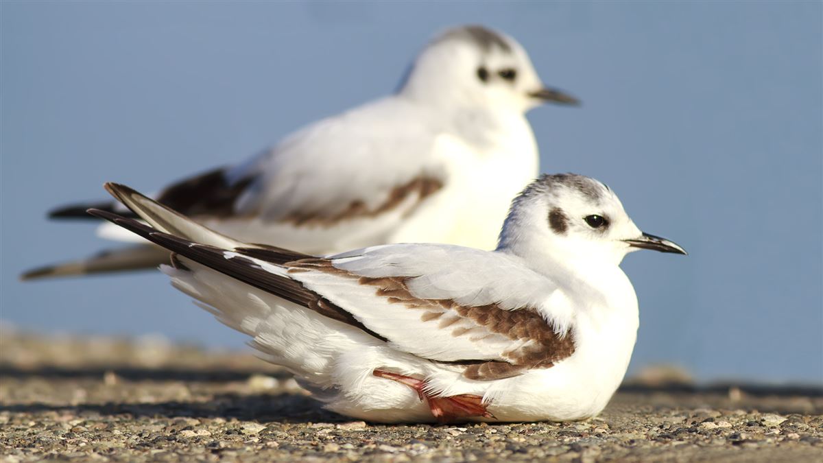 Little Gull