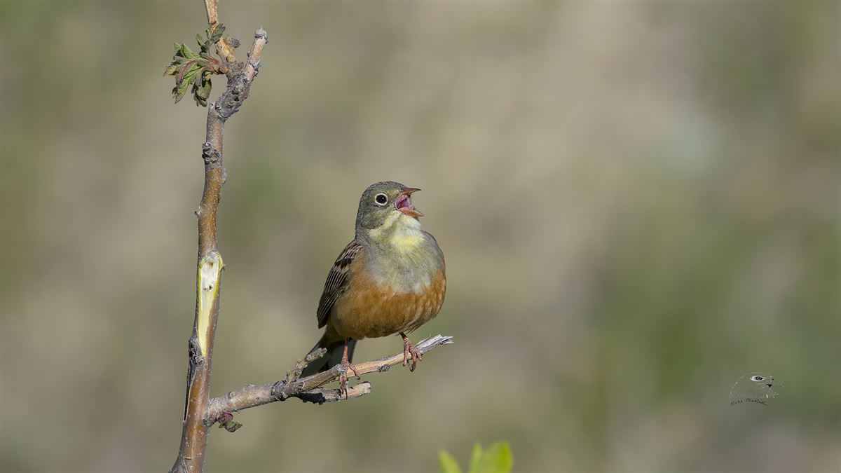 Ortolan Bunting