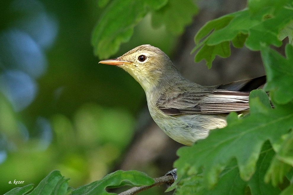 Icterine Warbler